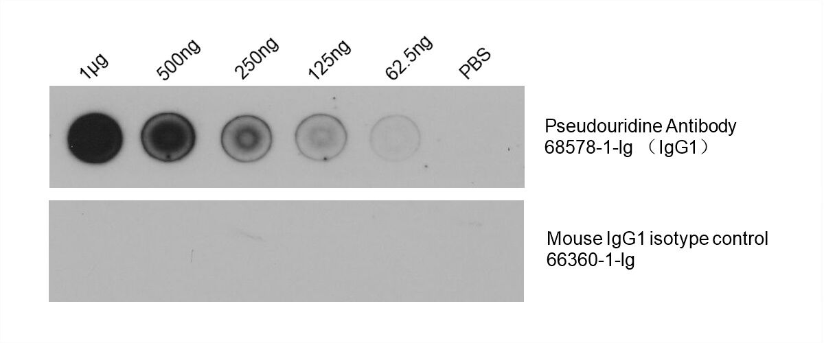 Dot Blot experiment of RNA using Pseudouridine Monoclonal antibody (68578-1-Ig)